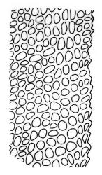 Fissidens dubius, laminal cells, margin of vaginant lamina. Drawn from J.K. Bartlett 23383, WELT M007506.
 Image: R.C. Wagstaff © Landcare Research 2014 